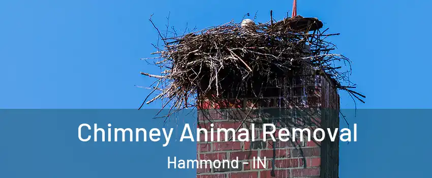  Chimney Animal Removal Hammond - IN