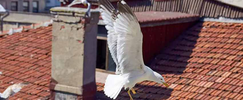 Residential Chimney Animal Removal Solution in Hammond, IN