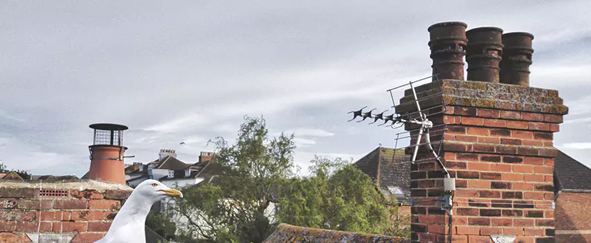 Chimney Cleaning And Restoration in Hammond, Indiana